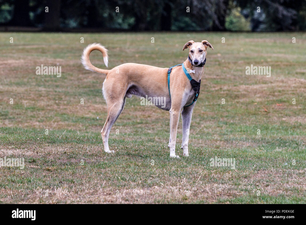 Ex racing Grau Hund als Haustier hielt vor der Kamera in Abington Park, Northampton, UK. Stockfoto