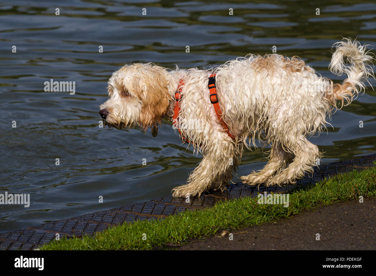 Hund im See Bootfahren für frühen Morgen spielen in Abington Park, Northampton, Großbritannien Stockfotografie -
