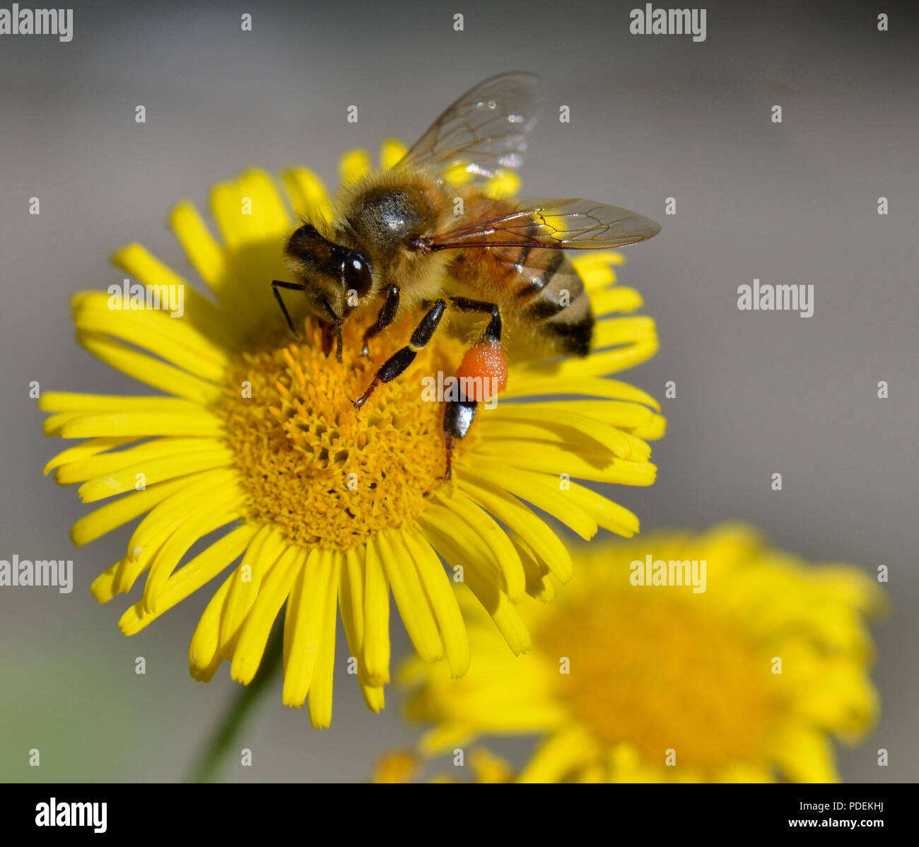 Eine Biene sammelt Pollen auf gemeinsame Fleabane Stockfoto