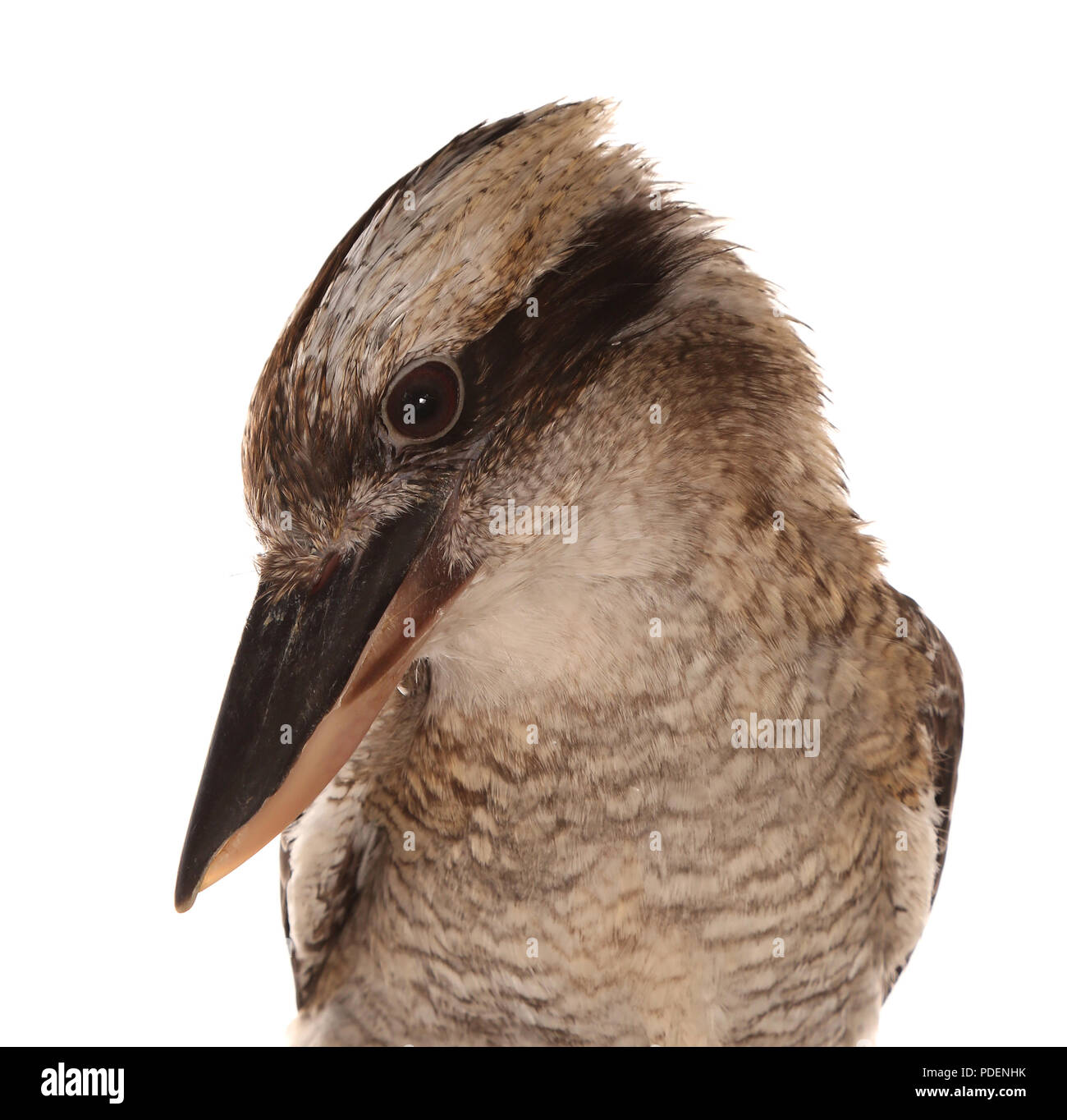 Porträt einer Kookaburra in einem Studio Stockfoto