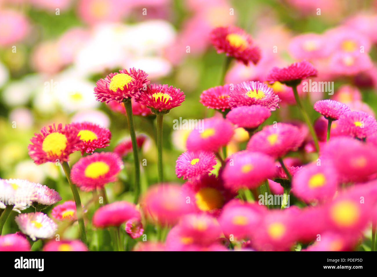 Bellis Englisch Daisy pink mit gelben zentriert Blumen in einem Garten Grenze mit unscharfen Hintergrund und Vordergrund der Weißen ein rosa Blüten Stockfoto