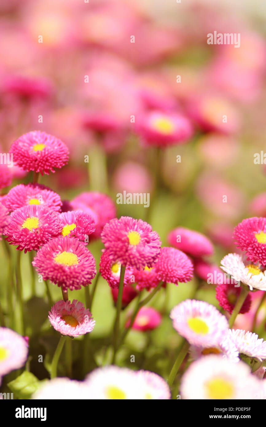 Bellis (Englisch Daisy) angesehen Kopf auf Stockfoto