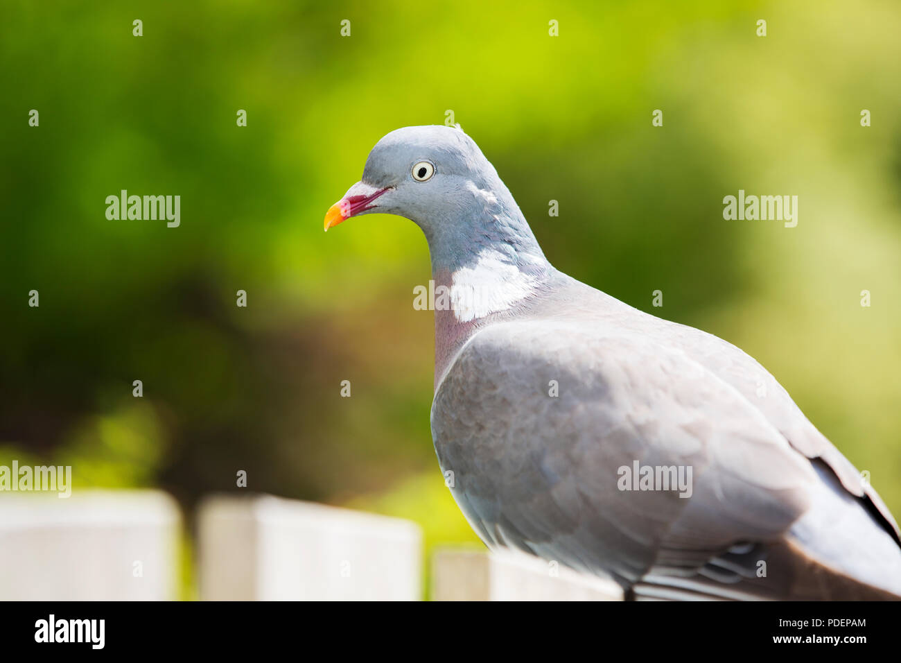 Eine Ringeltaube, Columba Palumbus in einem Ambleside Garten, Großbritannien. Stockfoto