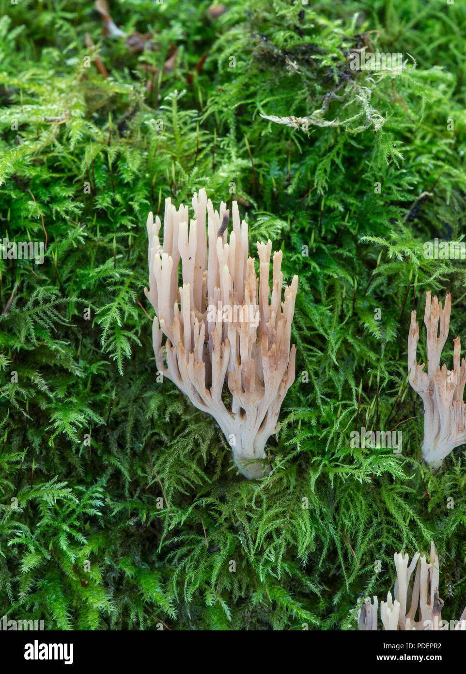 Aufrechte Coral Pilz: Ramaria Stricta. Sussex, UK. Stockfoto