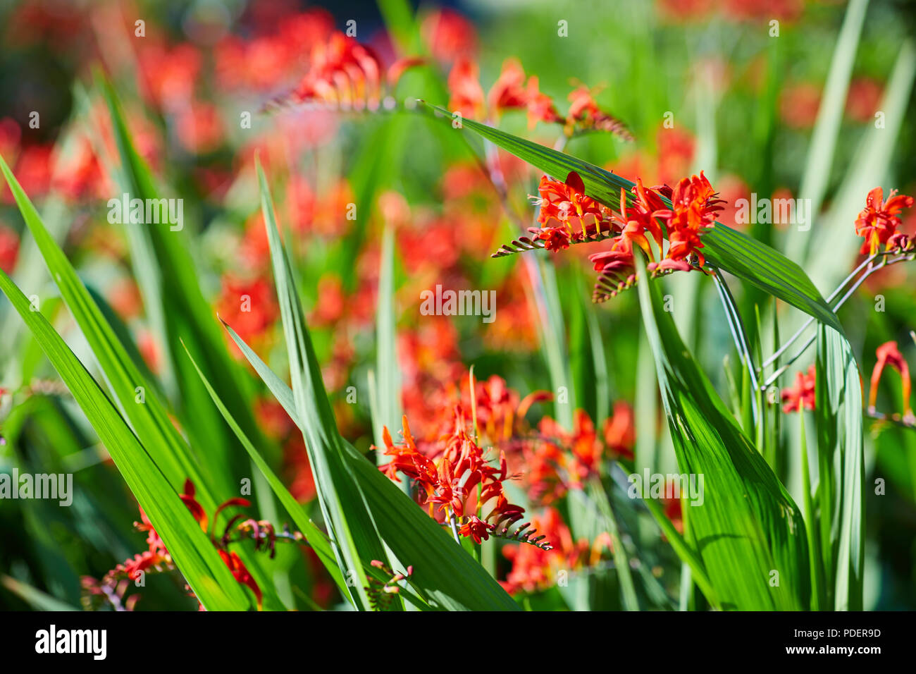 Tief orange Monbretia wachsenden mit vibrant mit grüner Hintergrundbeleuchtung Blätter spät an einem Sommernachmittag. Stockfoto