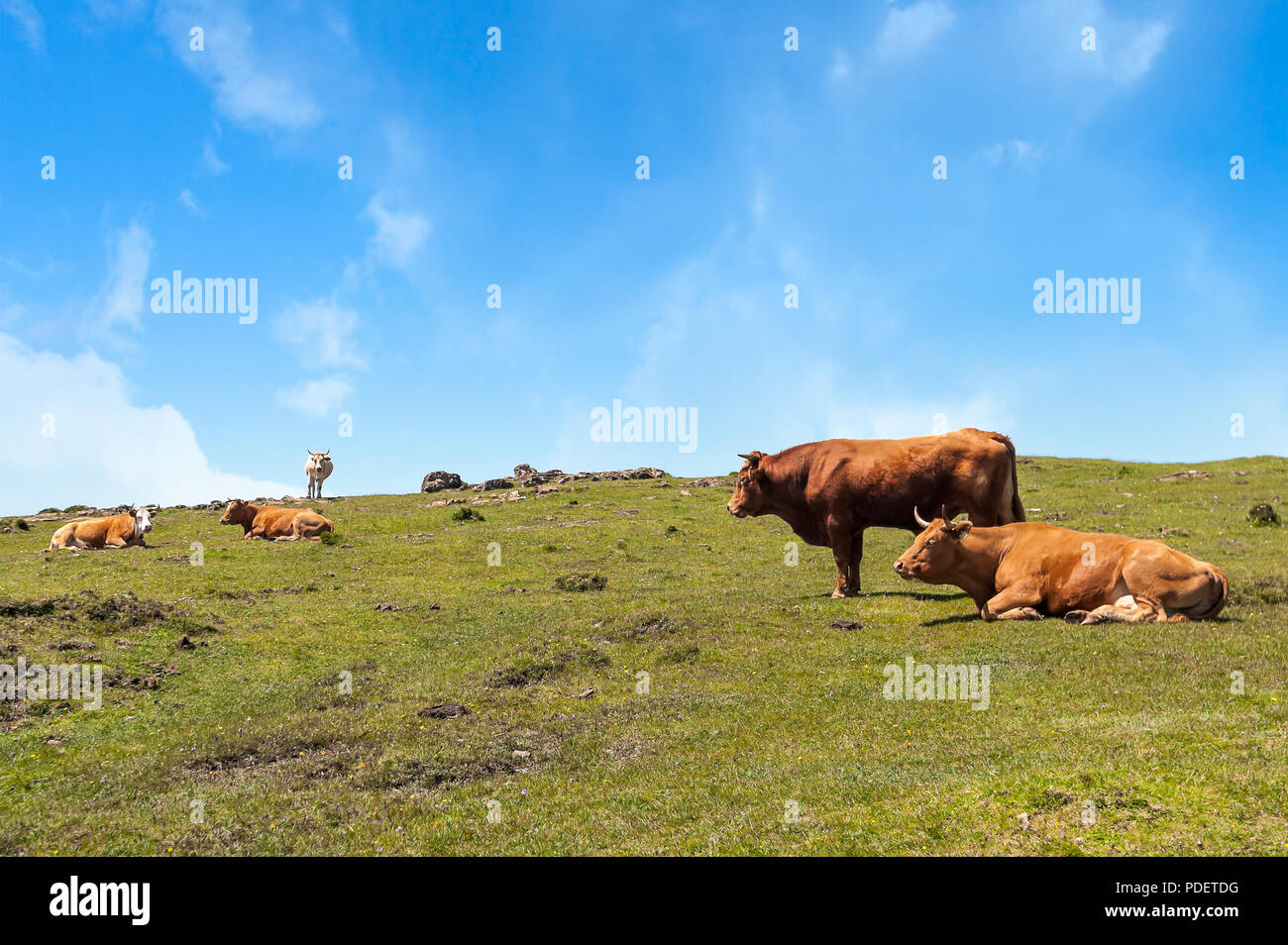 Kuh essen Gras. Kuh auf der Weide grasen Bauernhof Landschaft. Stockfoto