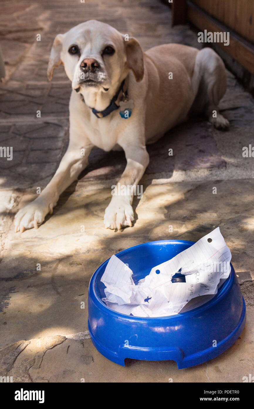 'Dog ass meine Hausaufgaben' Entschuldigung, USA Stockfoto