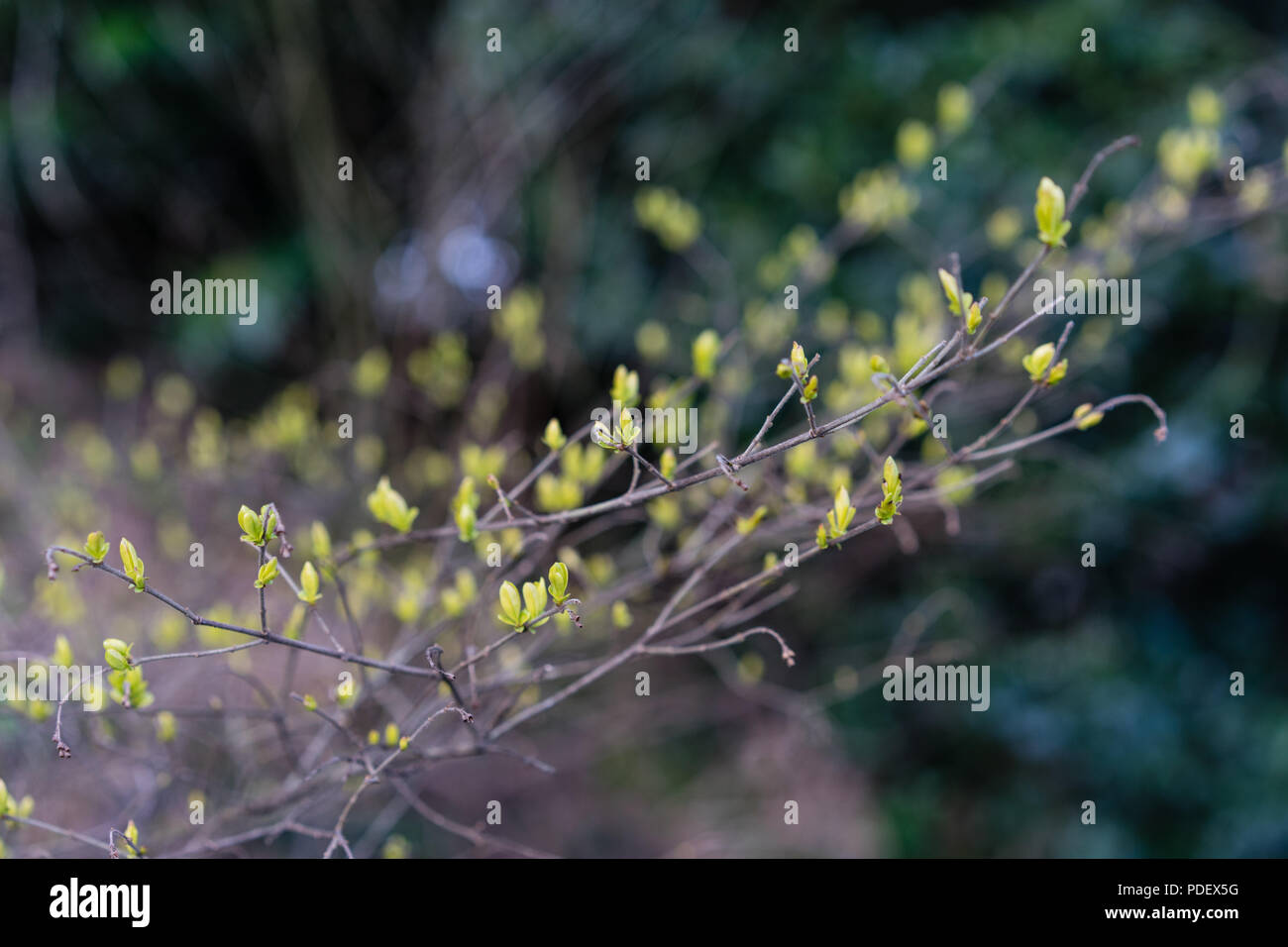 Stumpfblttriger liguster -Fotos und -Bildmaterial in hoher Auflsung   Alamy