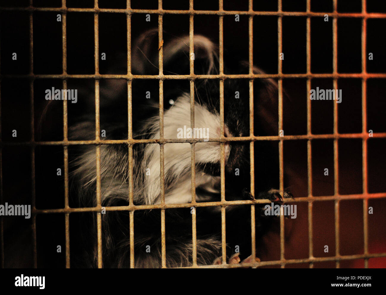 Ein Meerschweinchen erreichen durch die Gitterstäbe seines Käfigs Stockfoto