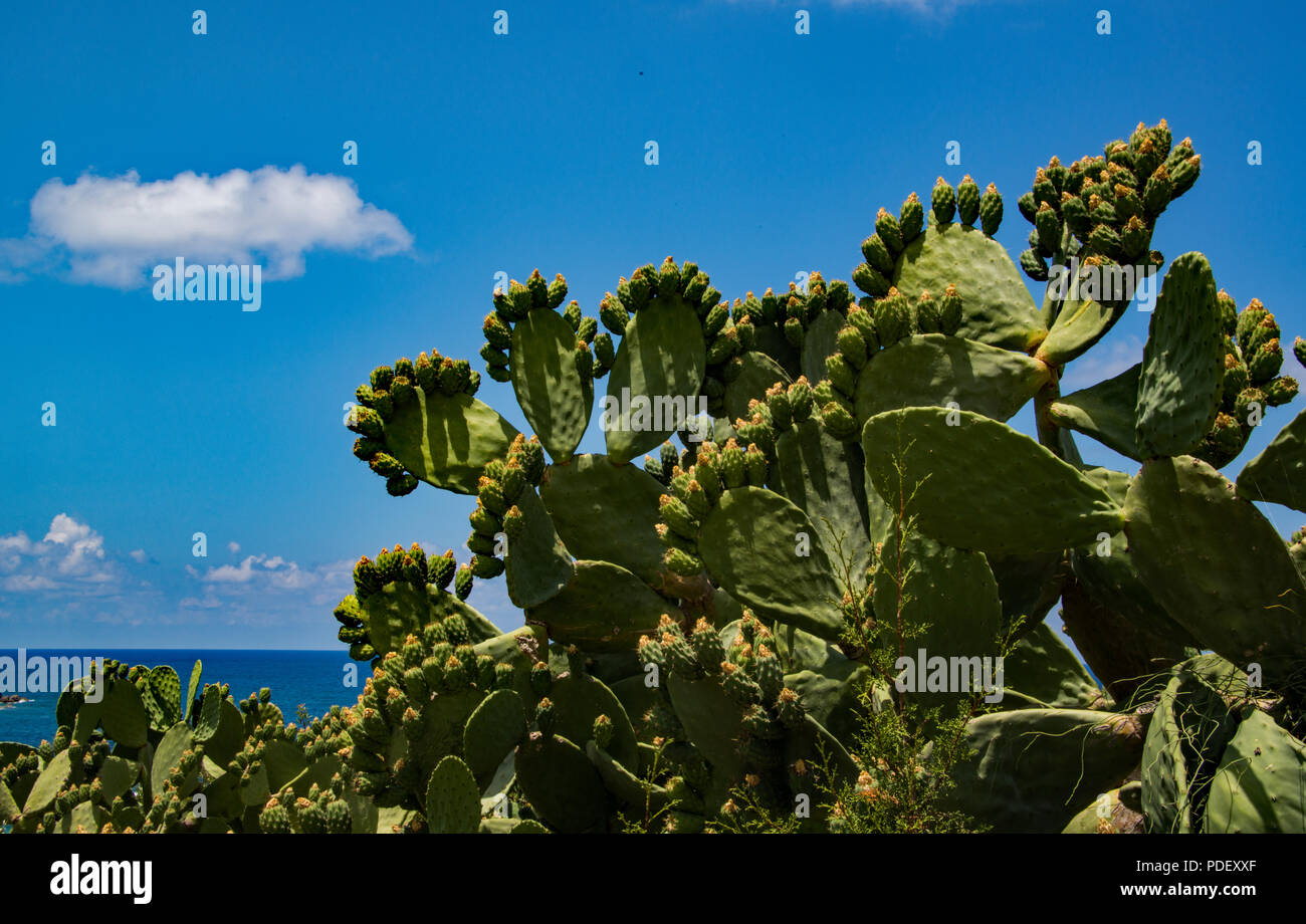 Opuntia "Indian Abb.' Stockfoto