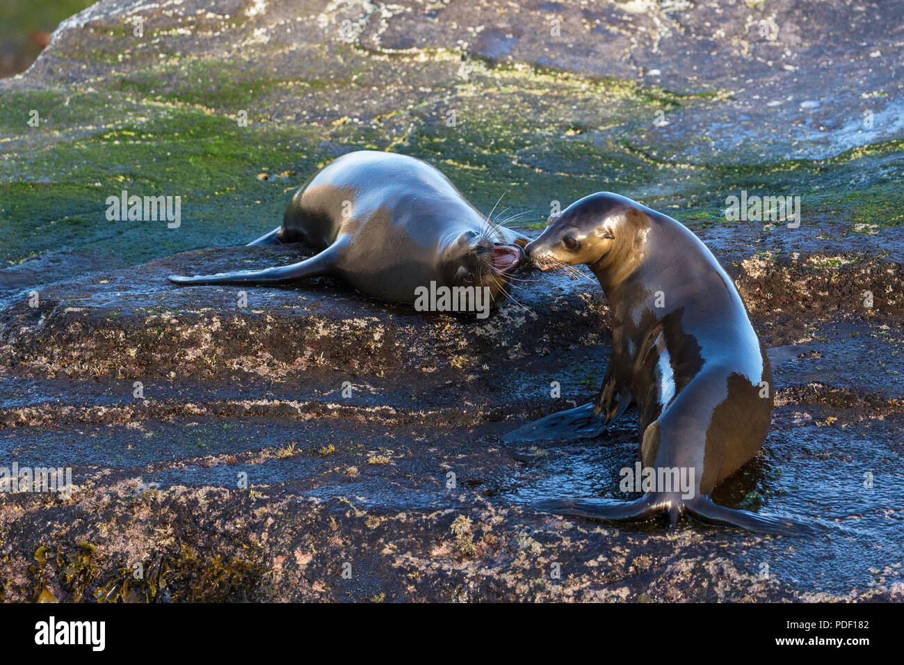 Junge kalifornische Seelöwen zalophus californianus, mock kämpfen, Isla San Pedro Martir, Baja California, Mexiko. Stockfoto