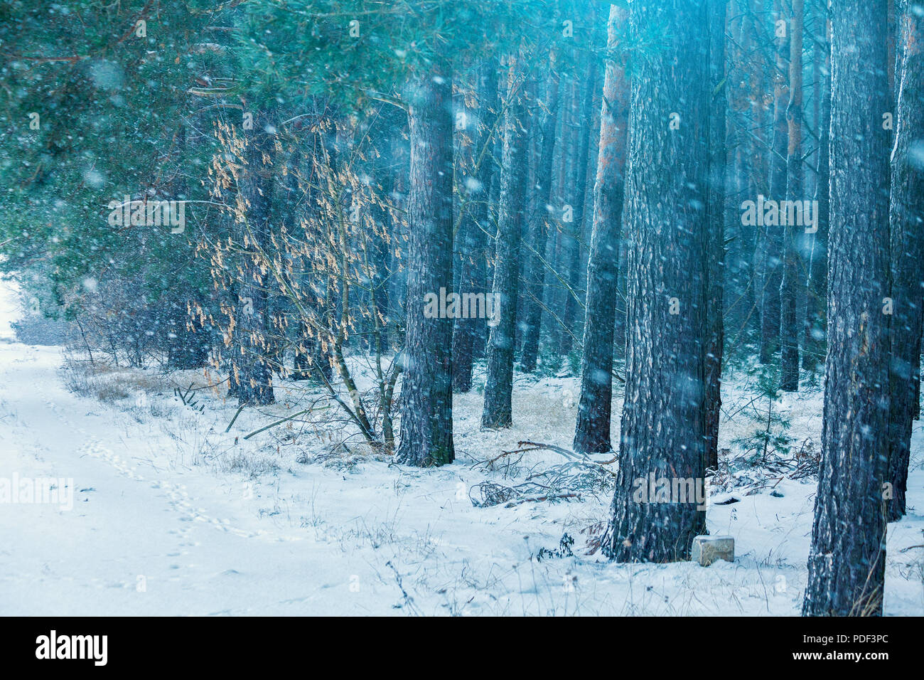 Winter frisch verschneiten Winterwaldes im Blizzard Stockfoto