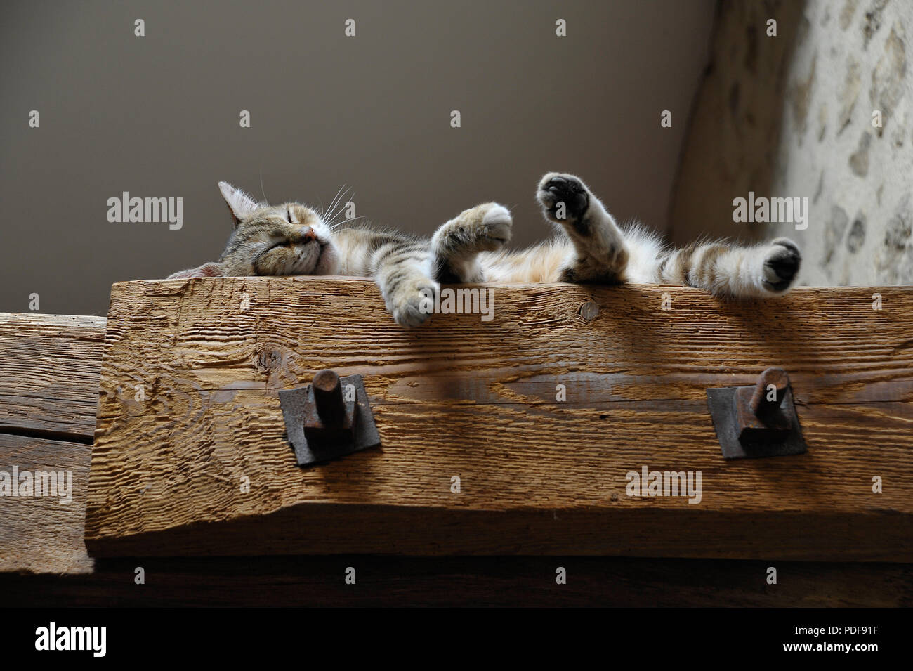 Katze schlafend auf Fernlicht Stockfoto