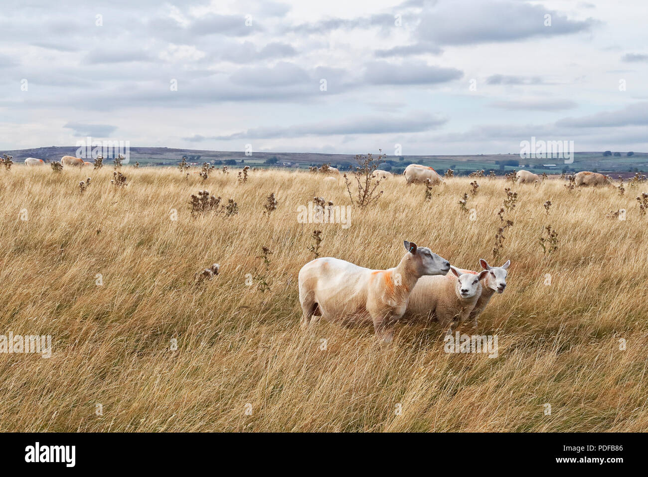 Schafe im Bereich der trockenen Gras Nidderdale in der Gegend von North Yorkshire Stockfoto