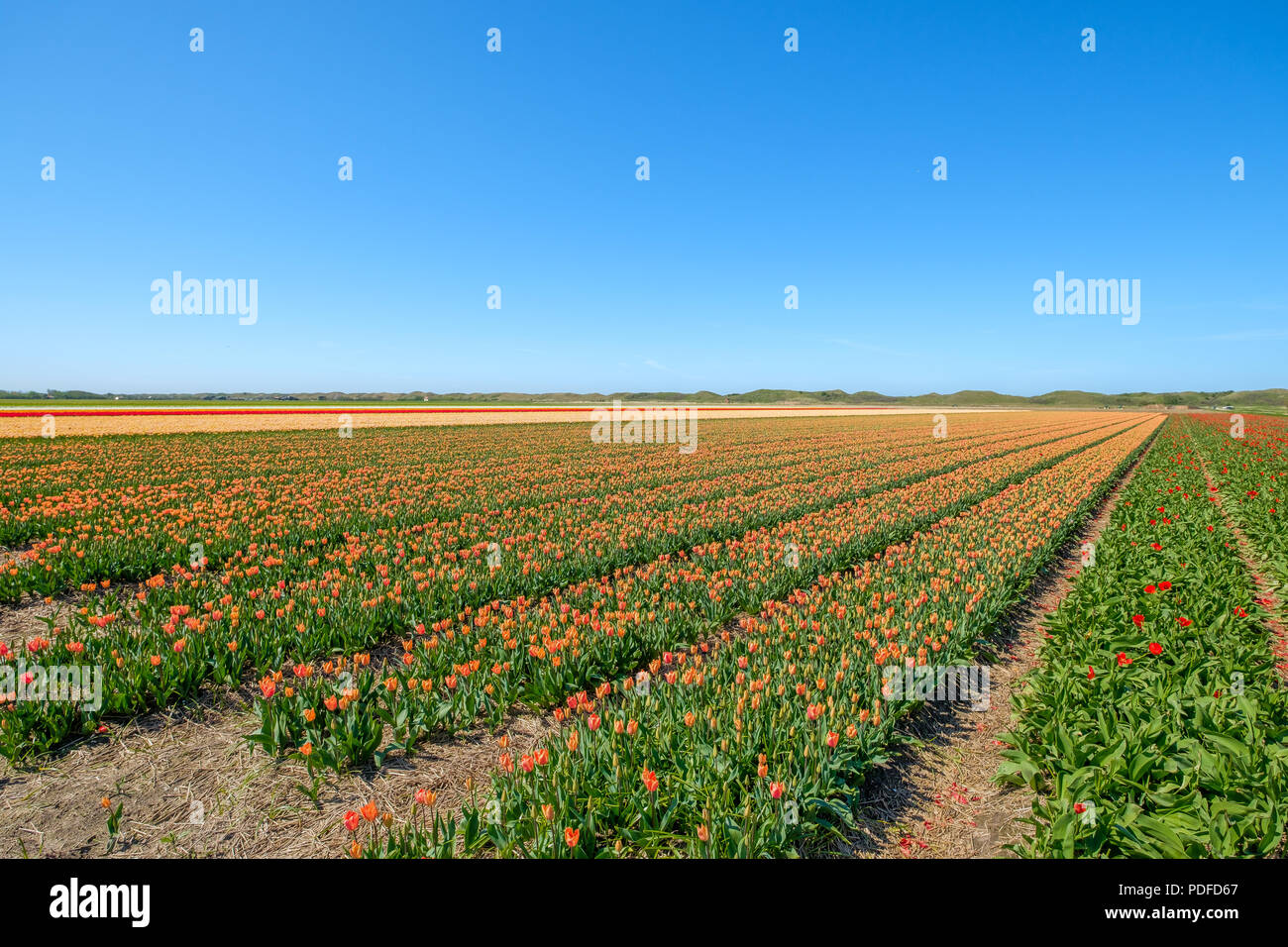 Bunte Tulpen Felder direkt hinter den Dünen auf der Insel Texel, Niederlande. Stockfoto