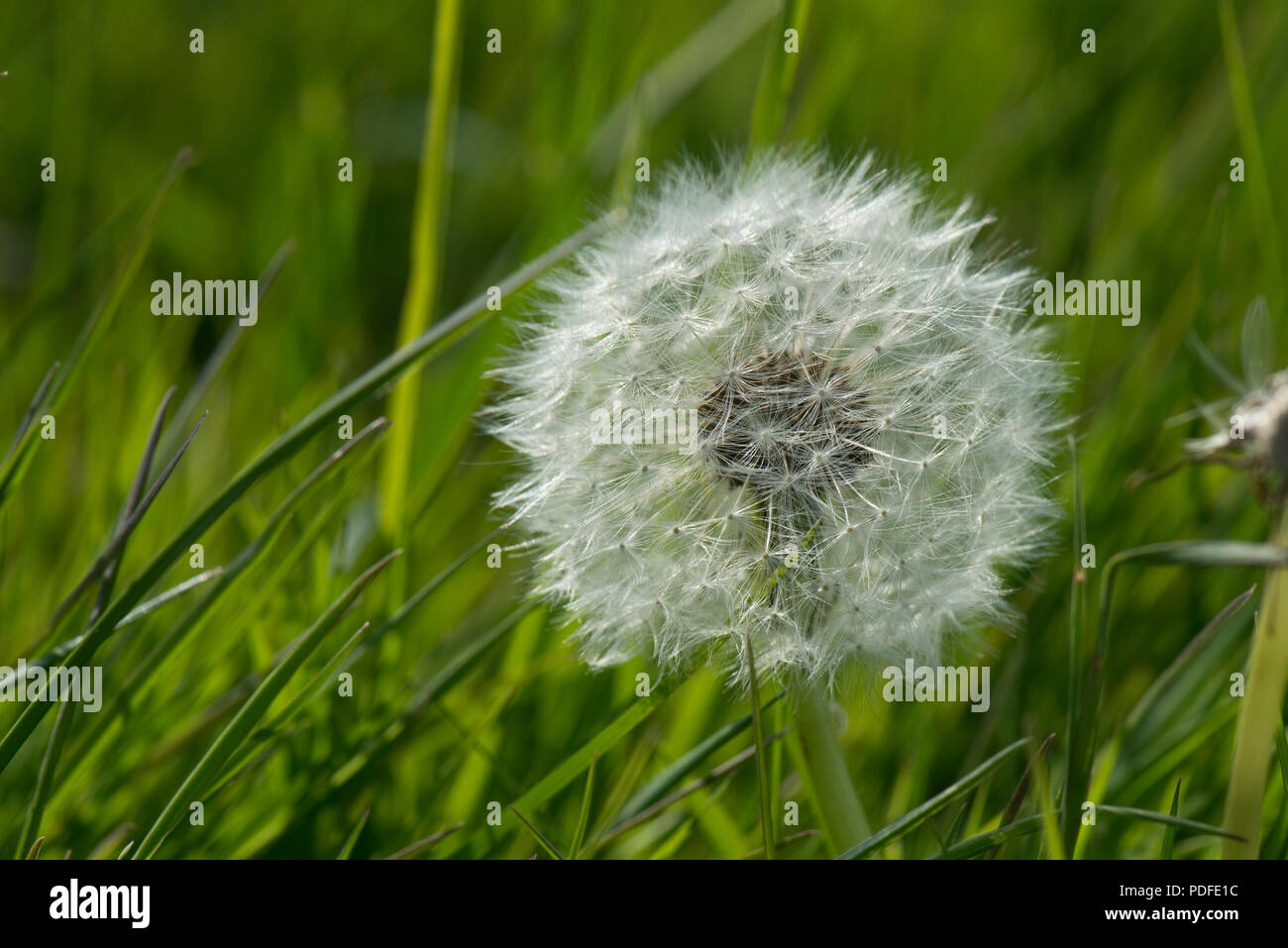 Seedhead von einem Löwenzahn, Löwenzahn, Taraxacum Officinale, im Grünland, Berkshire, Mai Stockfoto