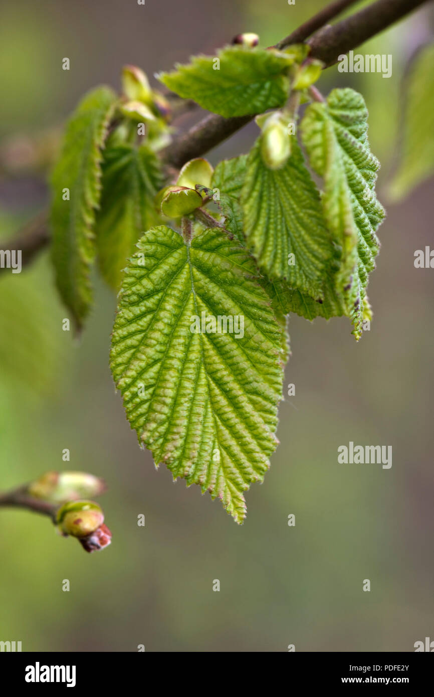 Verknittert, Erweiterung und Entfaltung jungen Blatt von Haselnuss, Corylus avellana, im Frühling. Berkshire, Mai Stockfoto