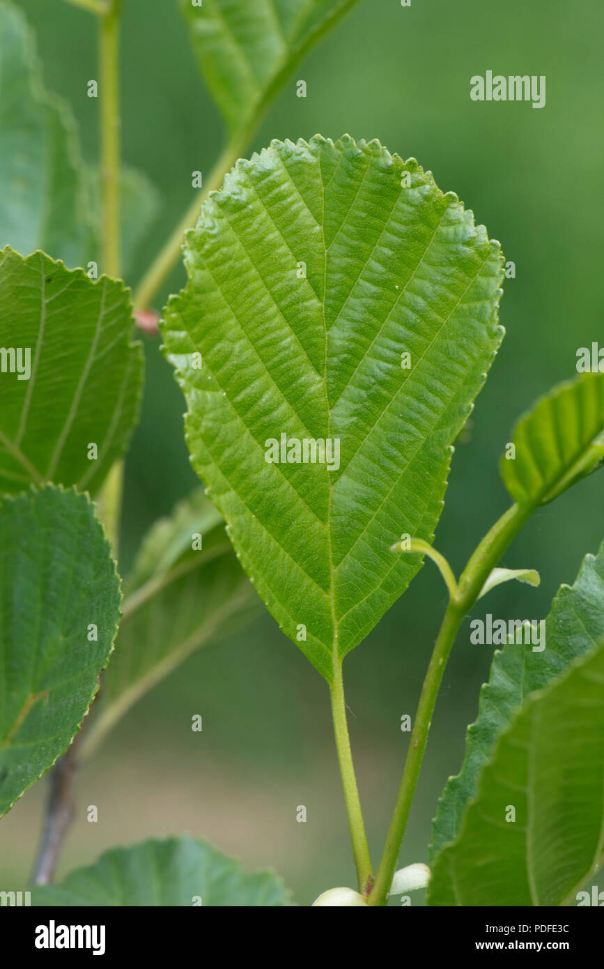 Junge Blätter, Alnus Glutinosa, Erle, auf den Baum im Frühjahr, Berkshire, Mai Stockfoto