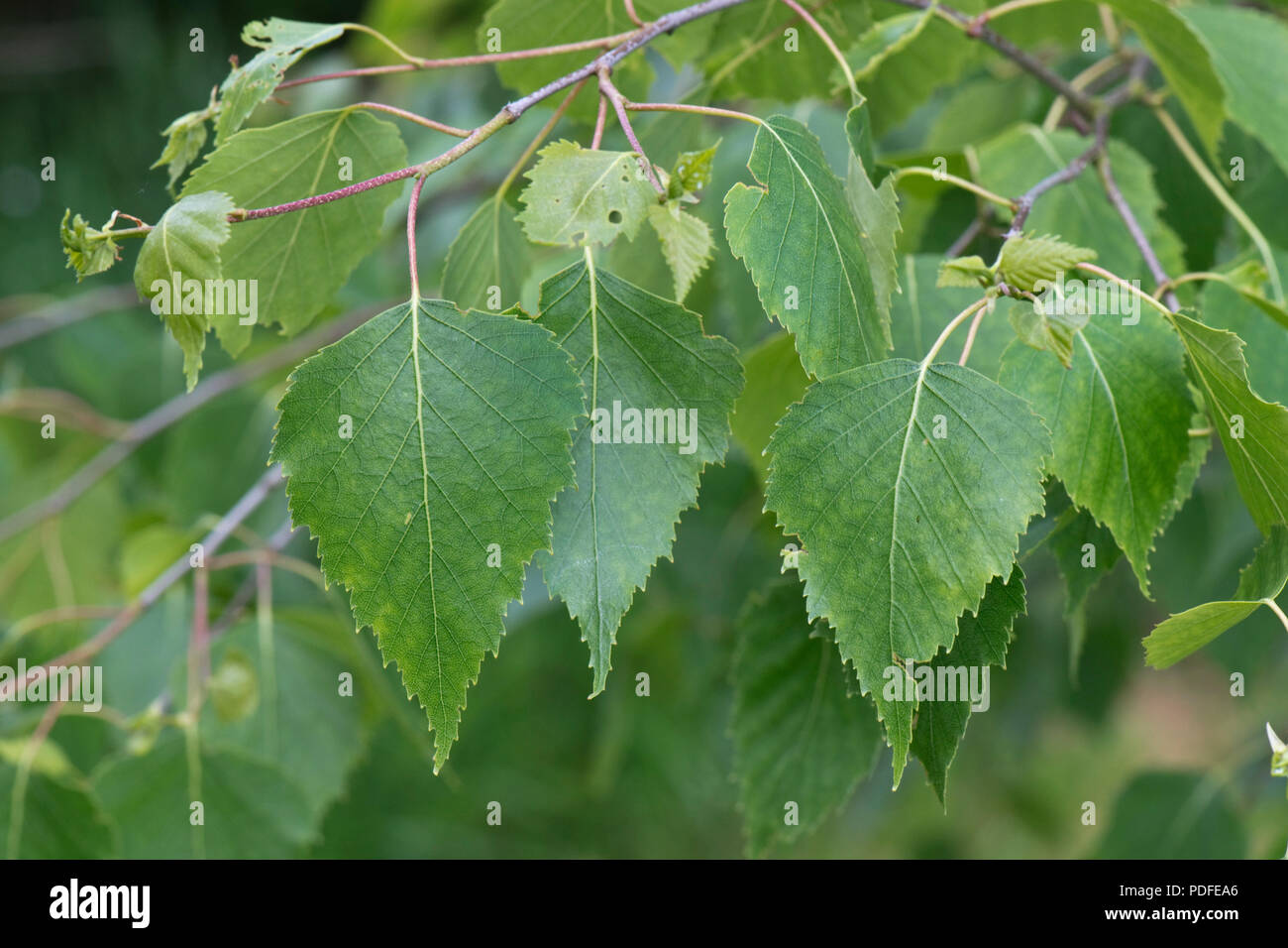 Die jungen Blätter von Silber Birke, Betula pendula, im Frühling, Berkshire, Mai Stockfoto