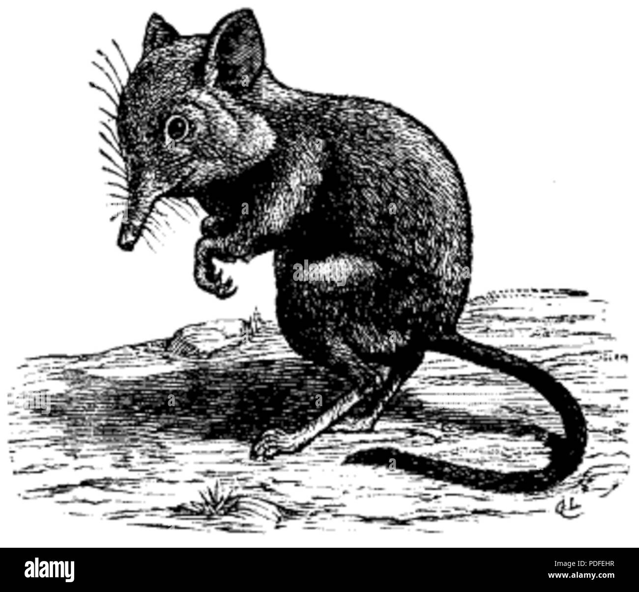 121 Elefantnäbbmus, Nordisk familjebok Stockfoto