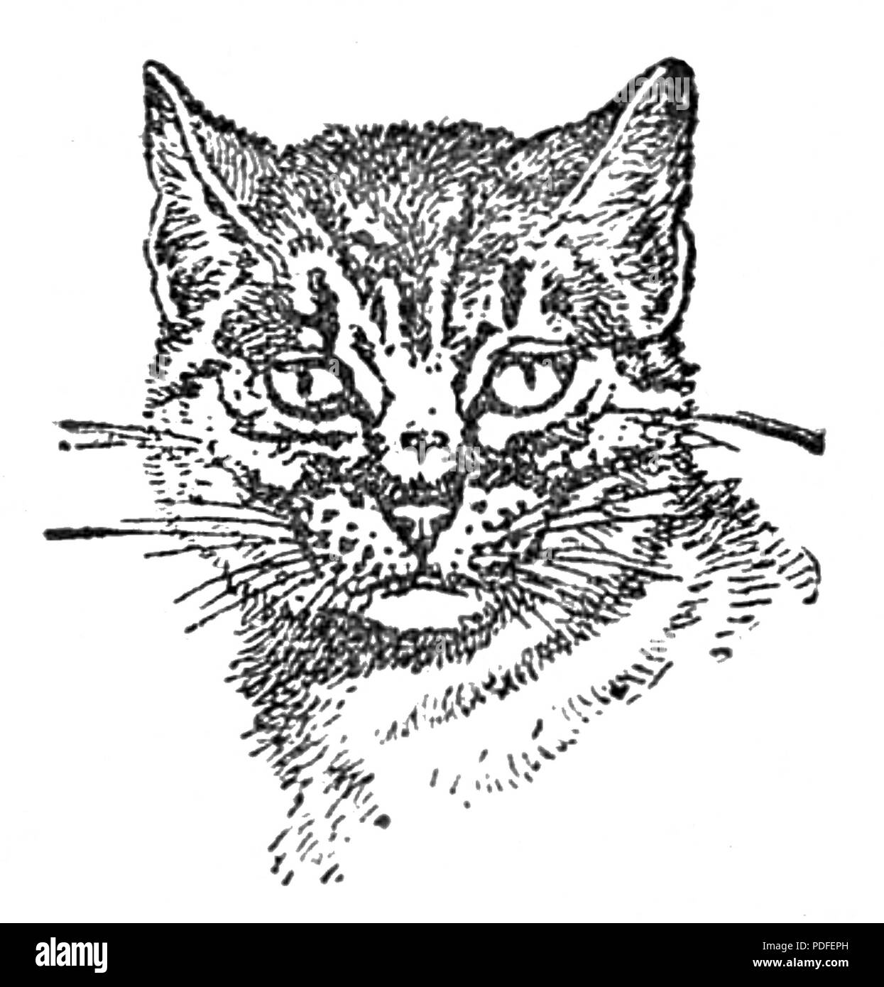 121 Elwira Korotyńska-Kot mecenas Seite 008 Stockfoto