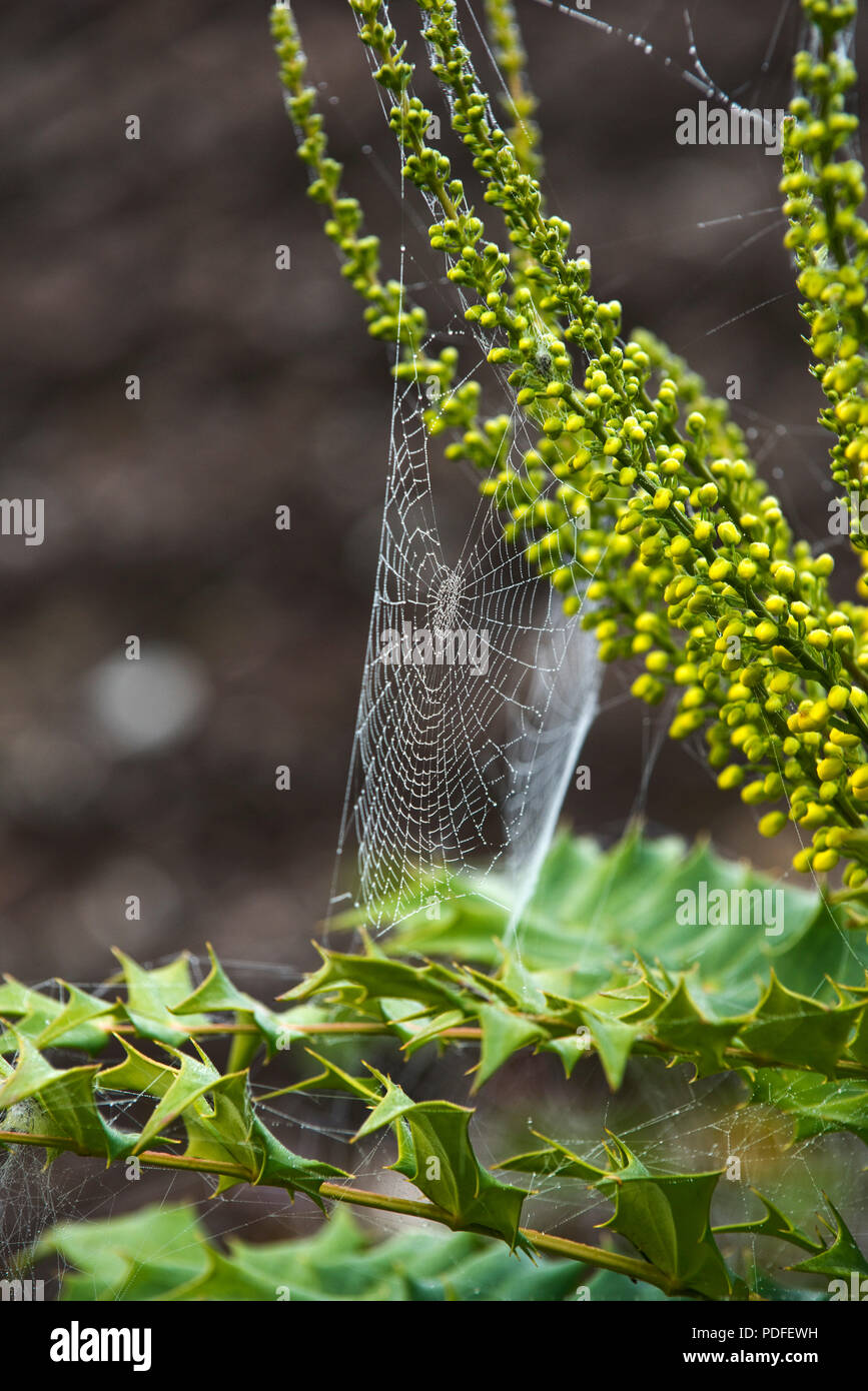Leuchtend gelbe Blüten auf Mahonia x Media 'Winter Sonne' mit Spinnen Web-sites an einem nebligen Morgen im Herbst Stockfoto