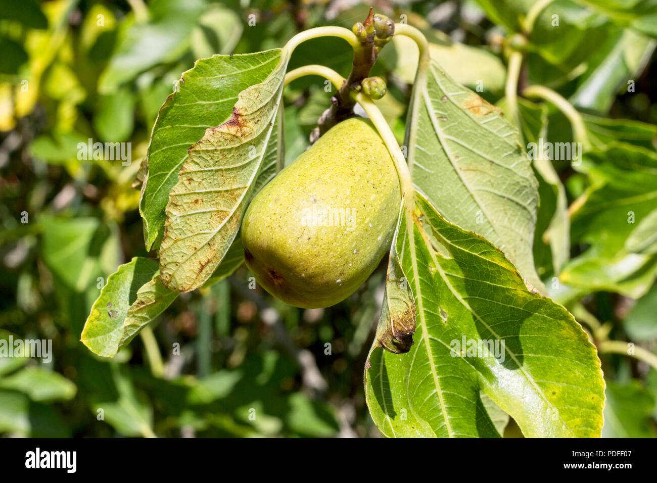 Feigen wachsen auf Feigenbaum (Ficus Carica) in East Sussex, Großbritannien Stockfoto