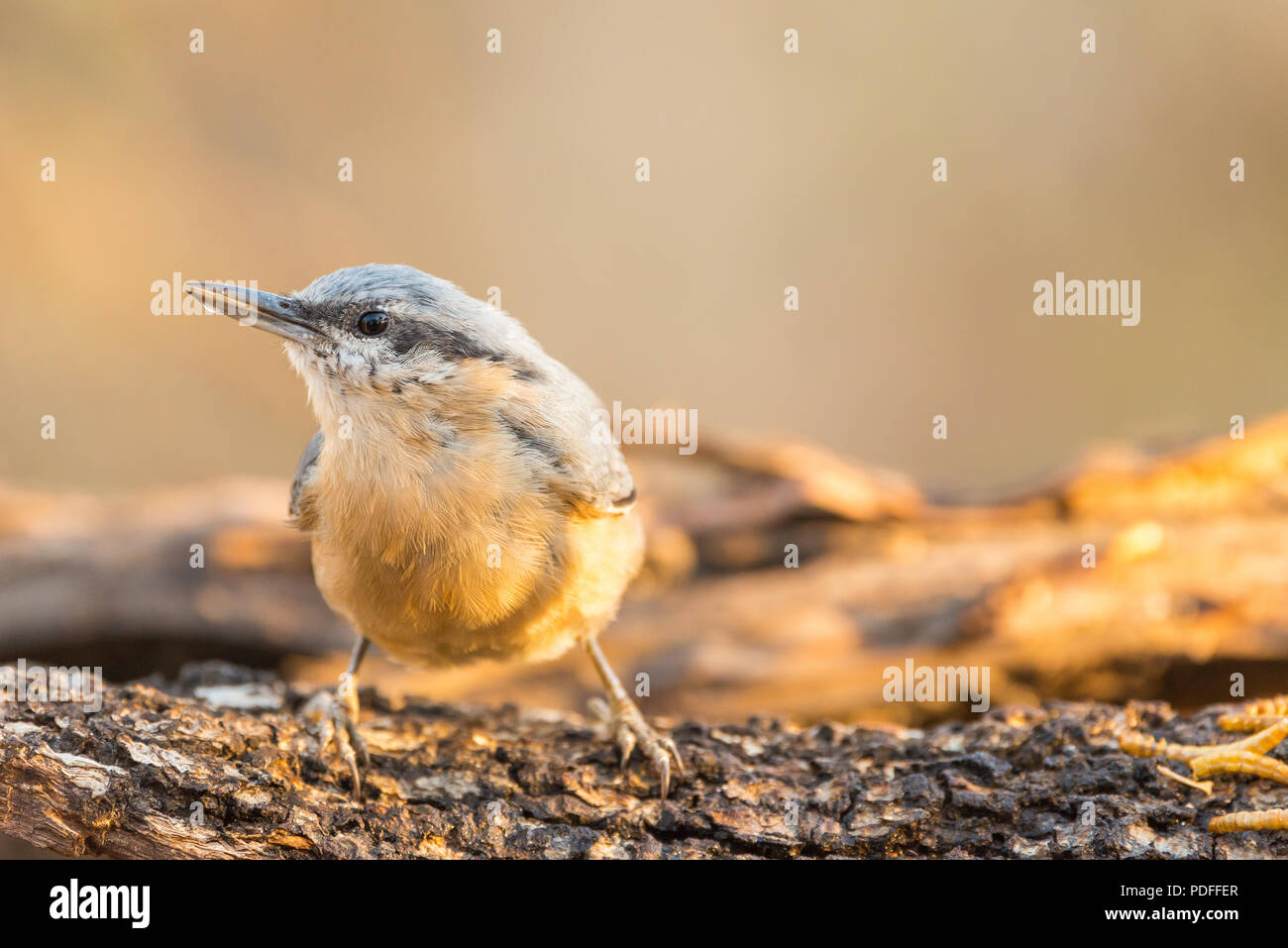 Sitta europaea trepador Azul auf einer Amtsleitung Stockfoto