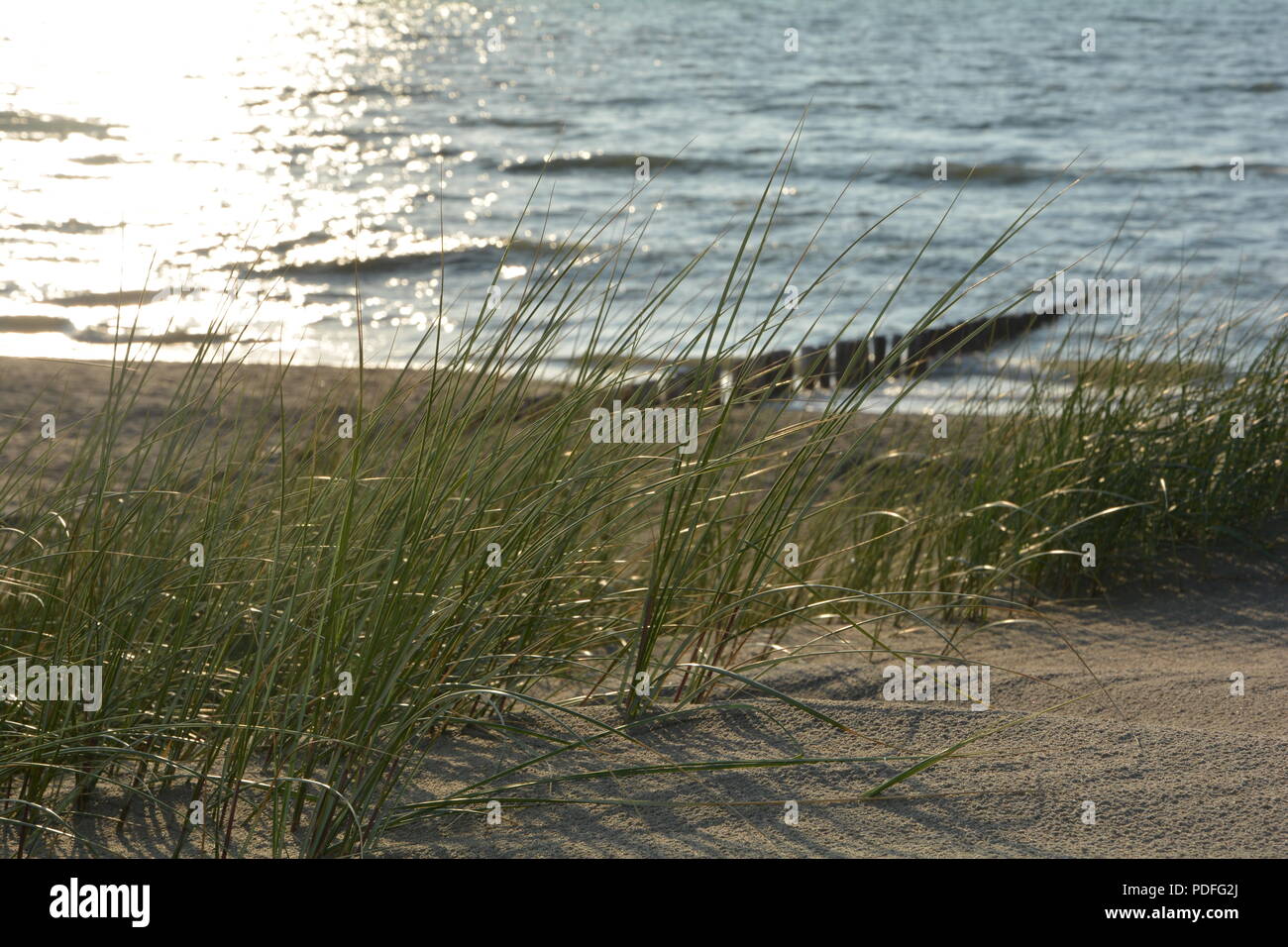 Strand mit Marsh Gras und Holz- Stufen auf der Nordsee bei Sonnenuntergang Stockfoto