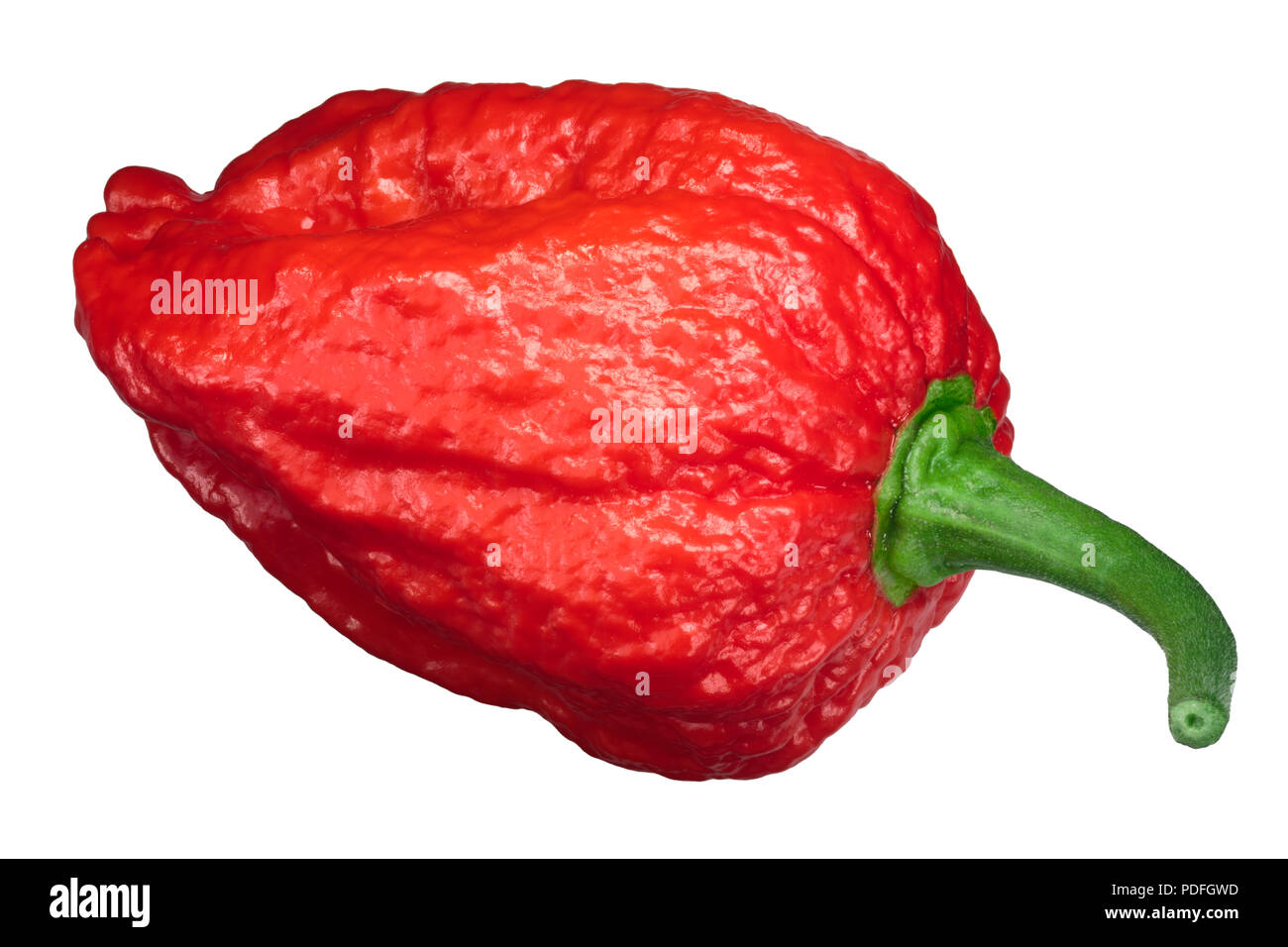 Dorset Naga oder Naga Morich Pfeffer (Capsicum chinense), Ansicht von oben Stockfoto