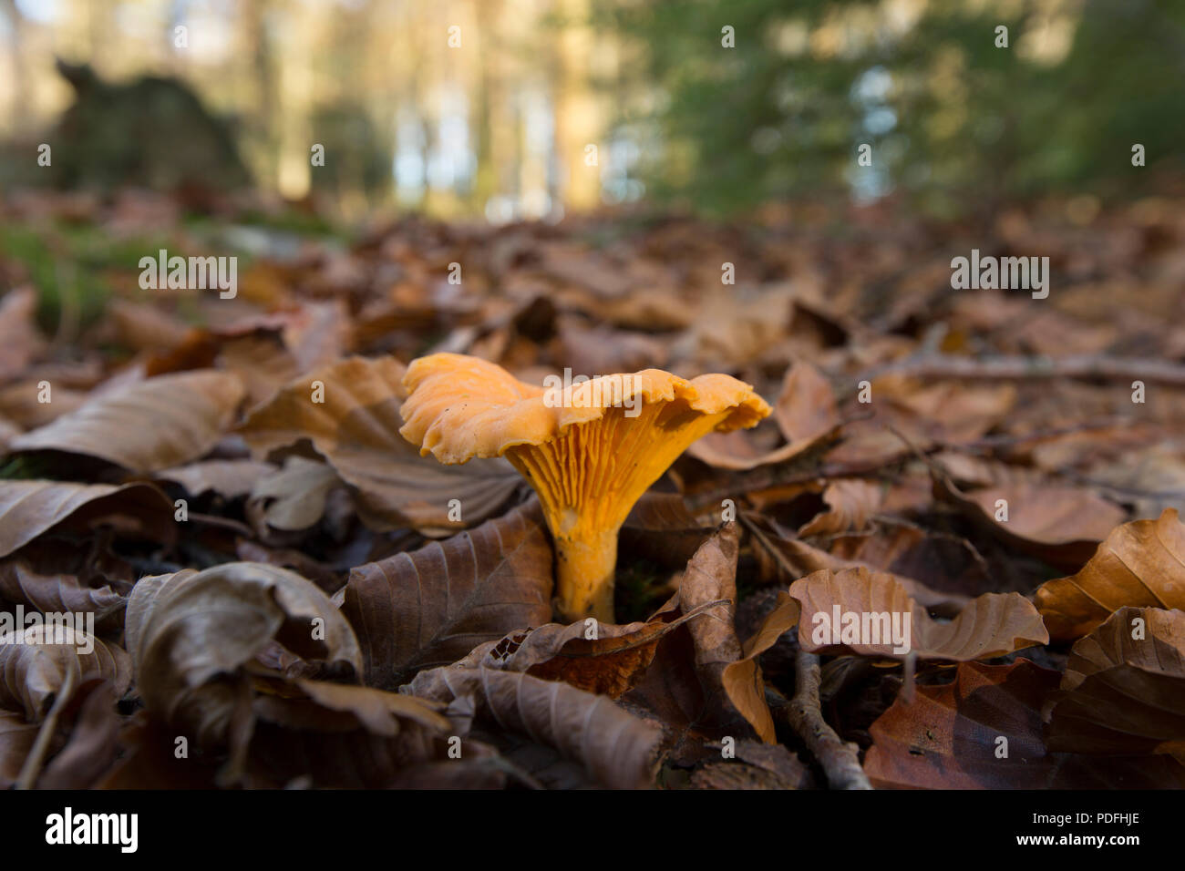 Eine einzelne Pfifferlinge, Cantharellus Cibarius, wachsende unter Blattsänfte im späten Herbst im New Forest Hampshire England UK GB Stockfoto