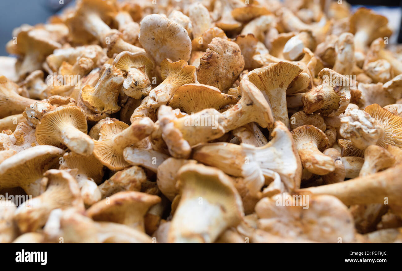 Nahaufnahme Bild der Pilze Steinpilze Wald Stockfoto
