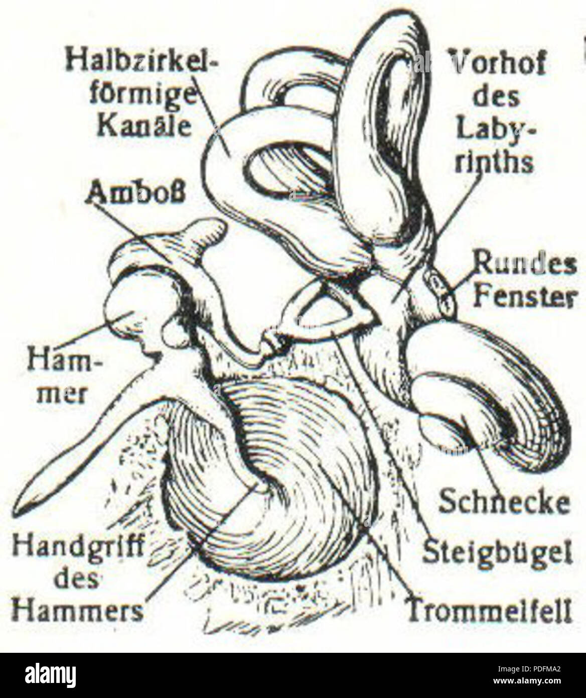161 Innerer Gehoergang (Meyers) Stockfoto
