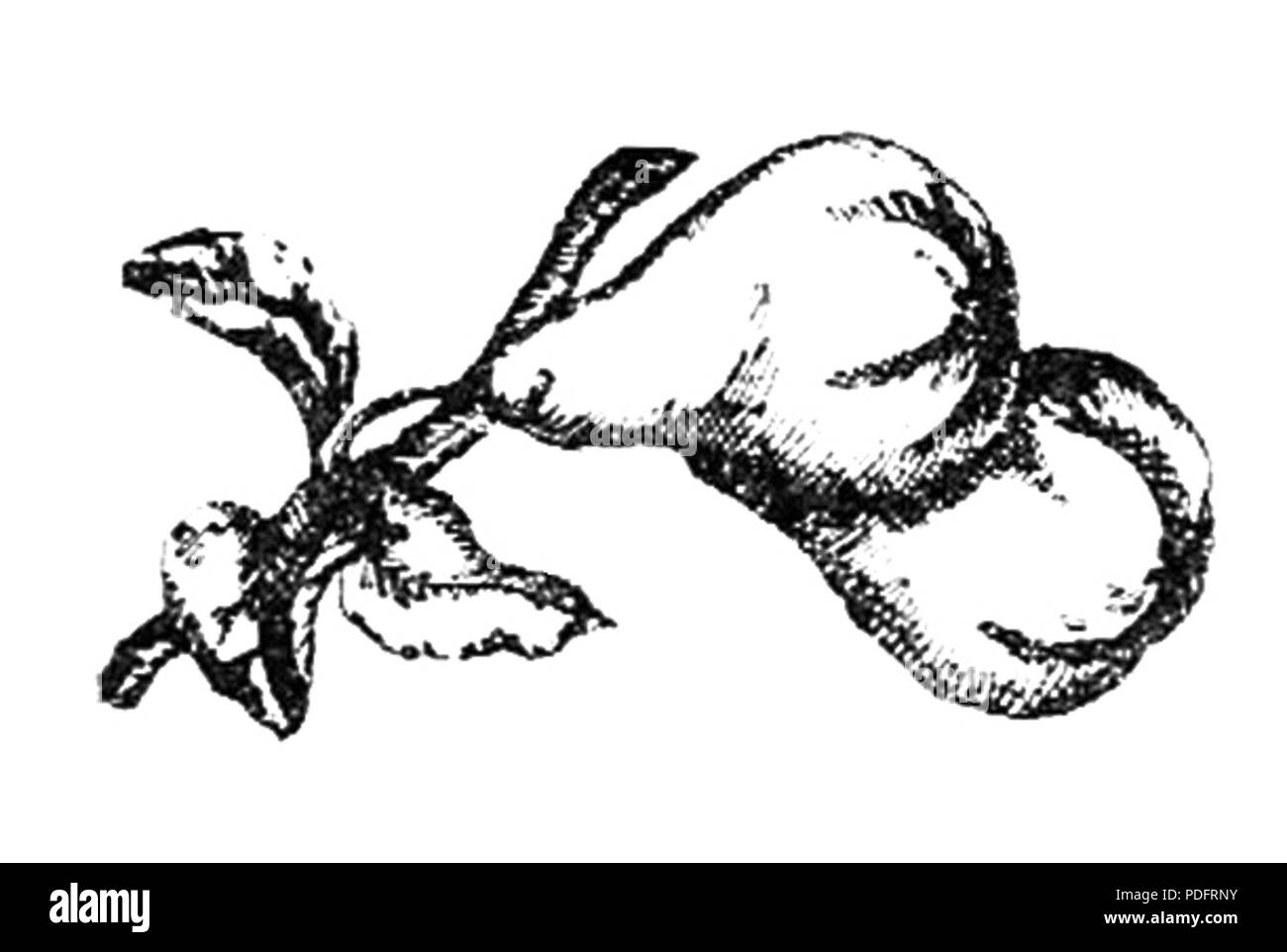 183 kompoty Konfitury, ich inne konserwy owocowe Seite 0032 ein Stockfoto