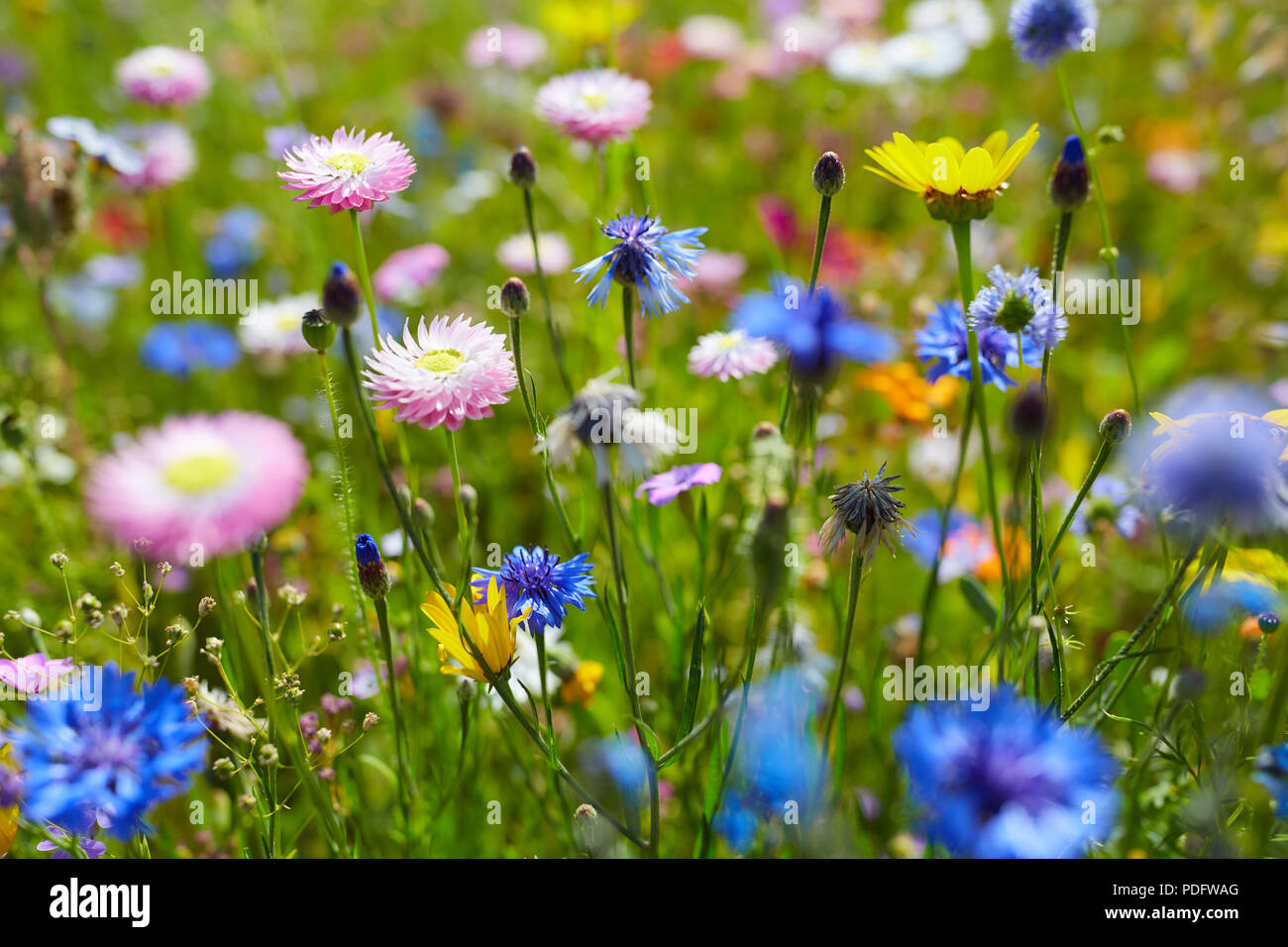 Ein Feld voller viele wilde bunte Blumen an einem sonnigen Tag Stockfoto