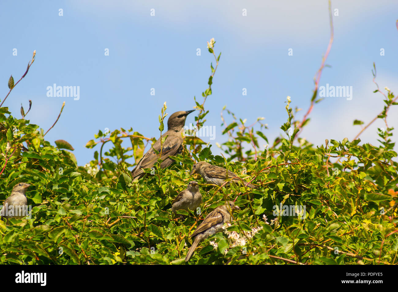 Garten vögel, Sperlinge und Stare Fütterung im Garten, bis Schuß schließen Stockfoto