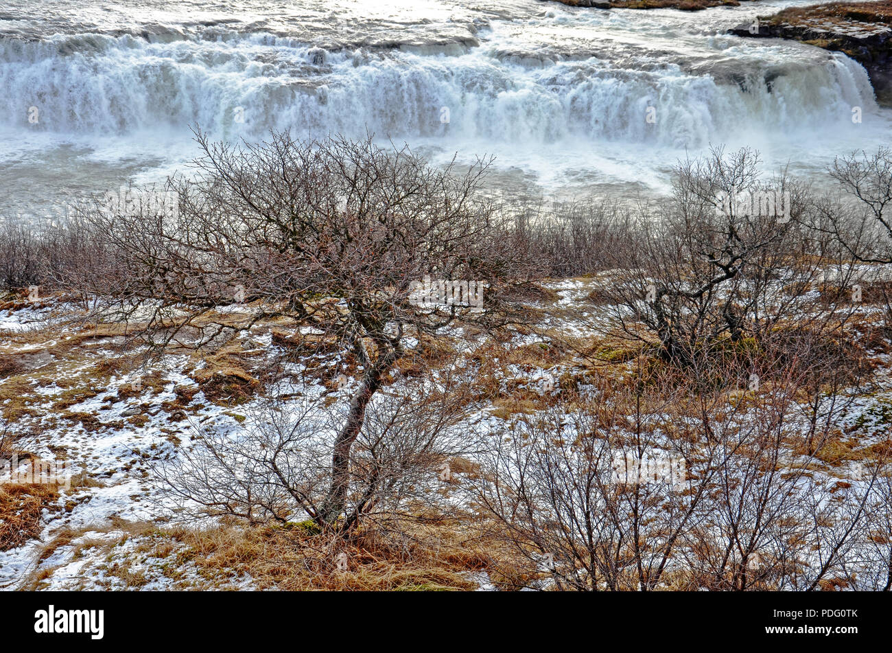 Kleine Bäume und Sträucher wachsen auf einer teilweise schneebedeckten Abhang in der Nähe der Gullfoss Wasserfall in Island Stockfoto