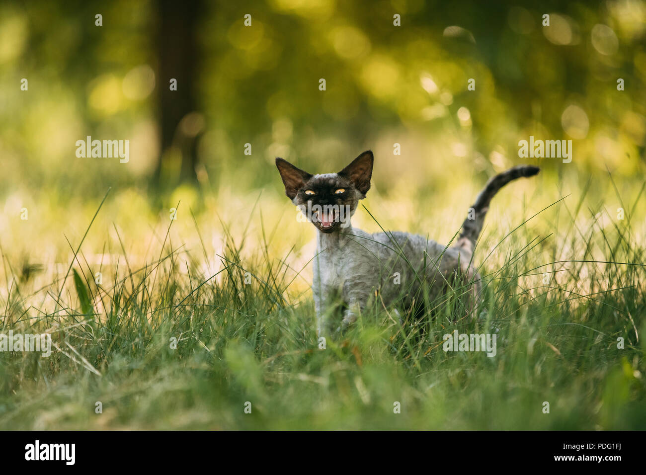 Lustig Junge Grau Devon Rex Kätzchen Miauen im grünen Gras. Kurzhaarige Katze der Englischen Rasse. Stockfoto