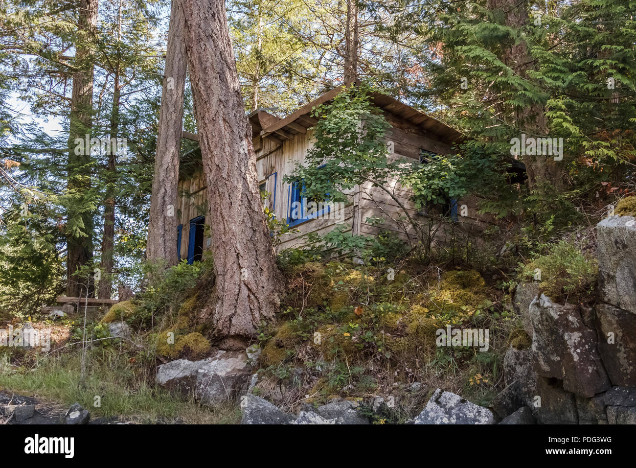Eine kleine Holzhütte mit blauen Fensterrahmen ist in einem Douglas fir Wald auf einem felsigen Hügel an der Küste British Columbia (Ansicht von unten) eingebettet. Stockfoto