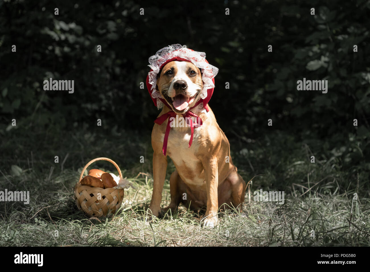 Hund im Halloween Märchen Kostüm der kleine rote Kappe. Cute Puppy posiert im Red Riding hoold Gap und Korb mit Gebäck im grünen Wald Hintergrund Stockfoto