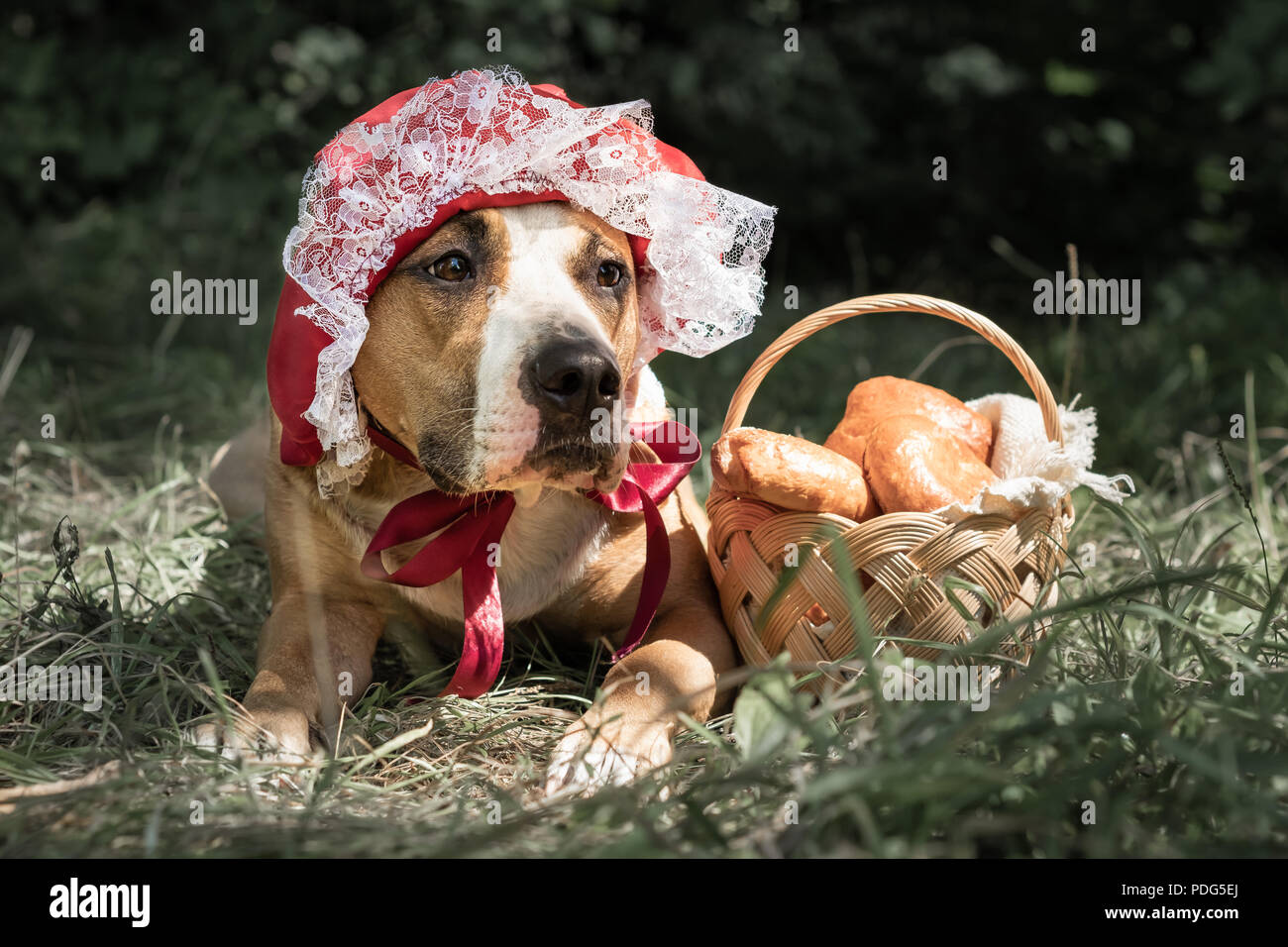 Schöner Hund im Halloween Märchen Kostüm der kleine rote Kappe. Portrait von cute puppy posiert in Red Riding hoold Gap und Korb mit Gebäck in Grün Stockfoto
