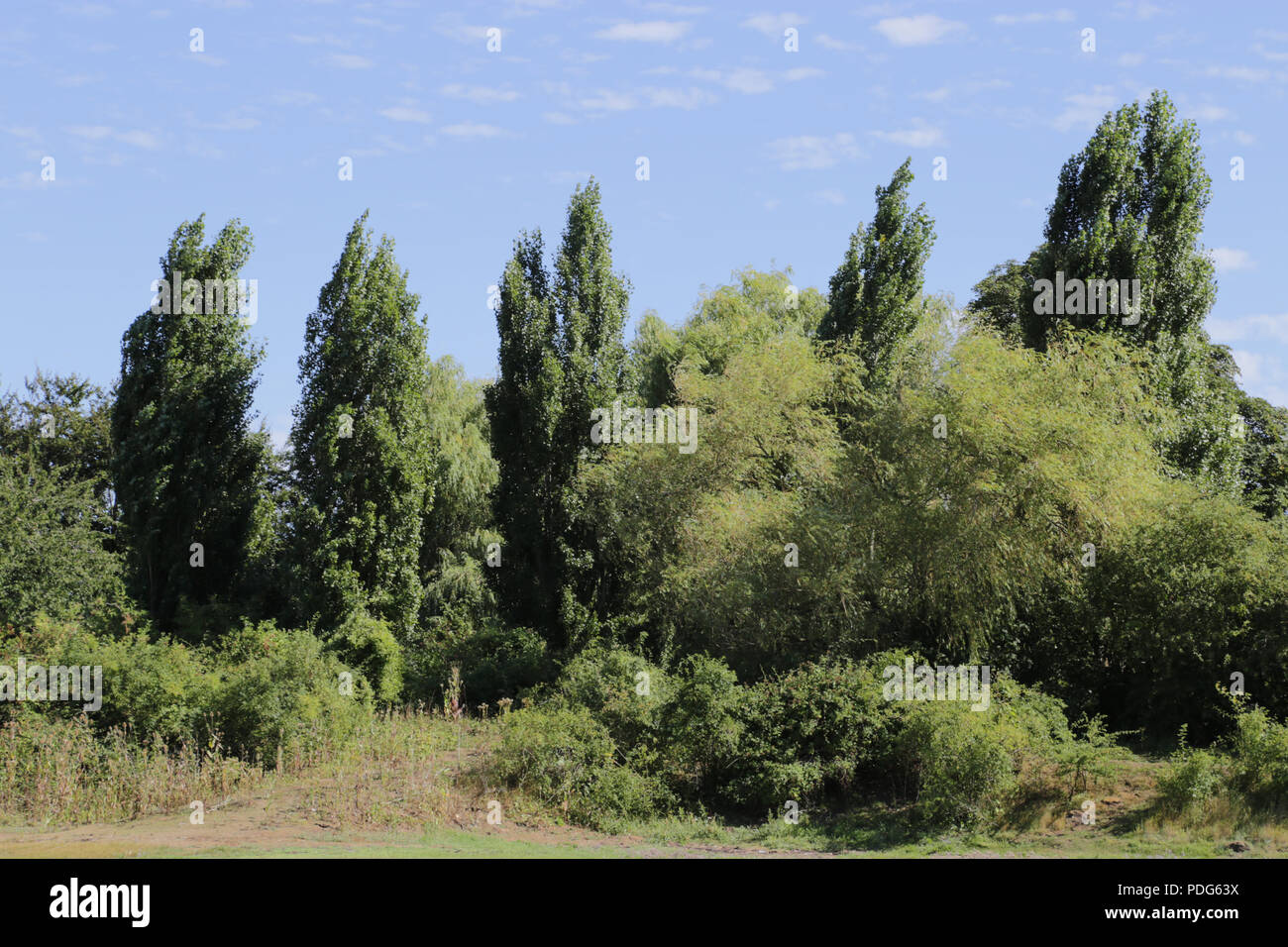 Gesunden grünen Wald oder Wälder voll von einer Vielzahl von Arten und unterschiedlichen Höhen leicht schiefen im Wind vor blauem Himmel Hintergrund Stockfoto