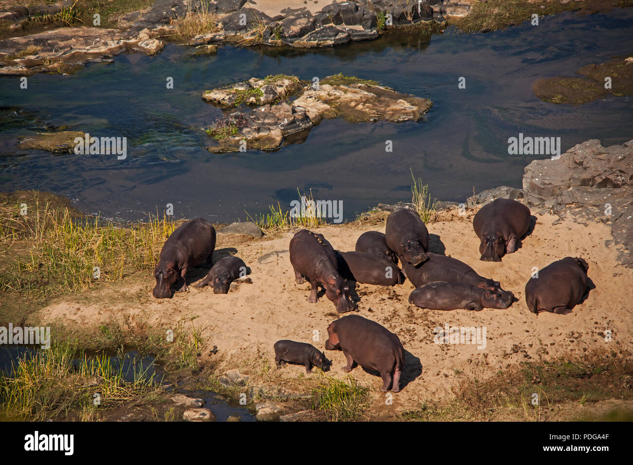 Hippo Beach am Olifants River. Stockfoto