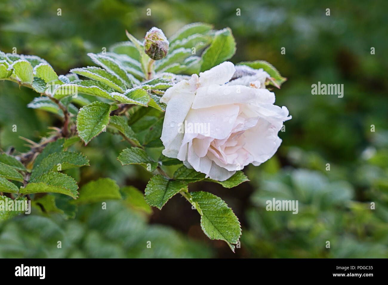 Nahaufnahme des zarten rosa Rose Knospe im Raureif Kristalle. Vorbereitung  Rosen für Winter Konzept Stockfotografie - Alamy