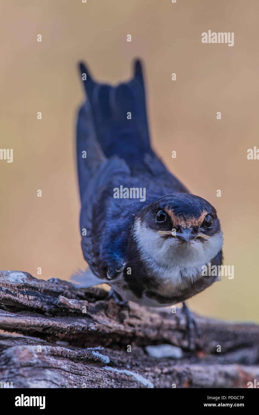 Weiße-throated Schwalbe Stockfoto