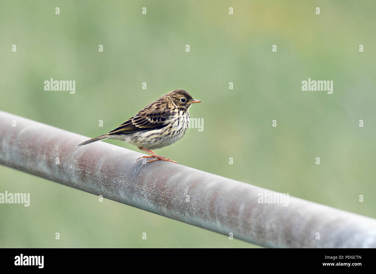 Wiesenpieper; anthus pratensis; North Uist, Schottland Stockfoto