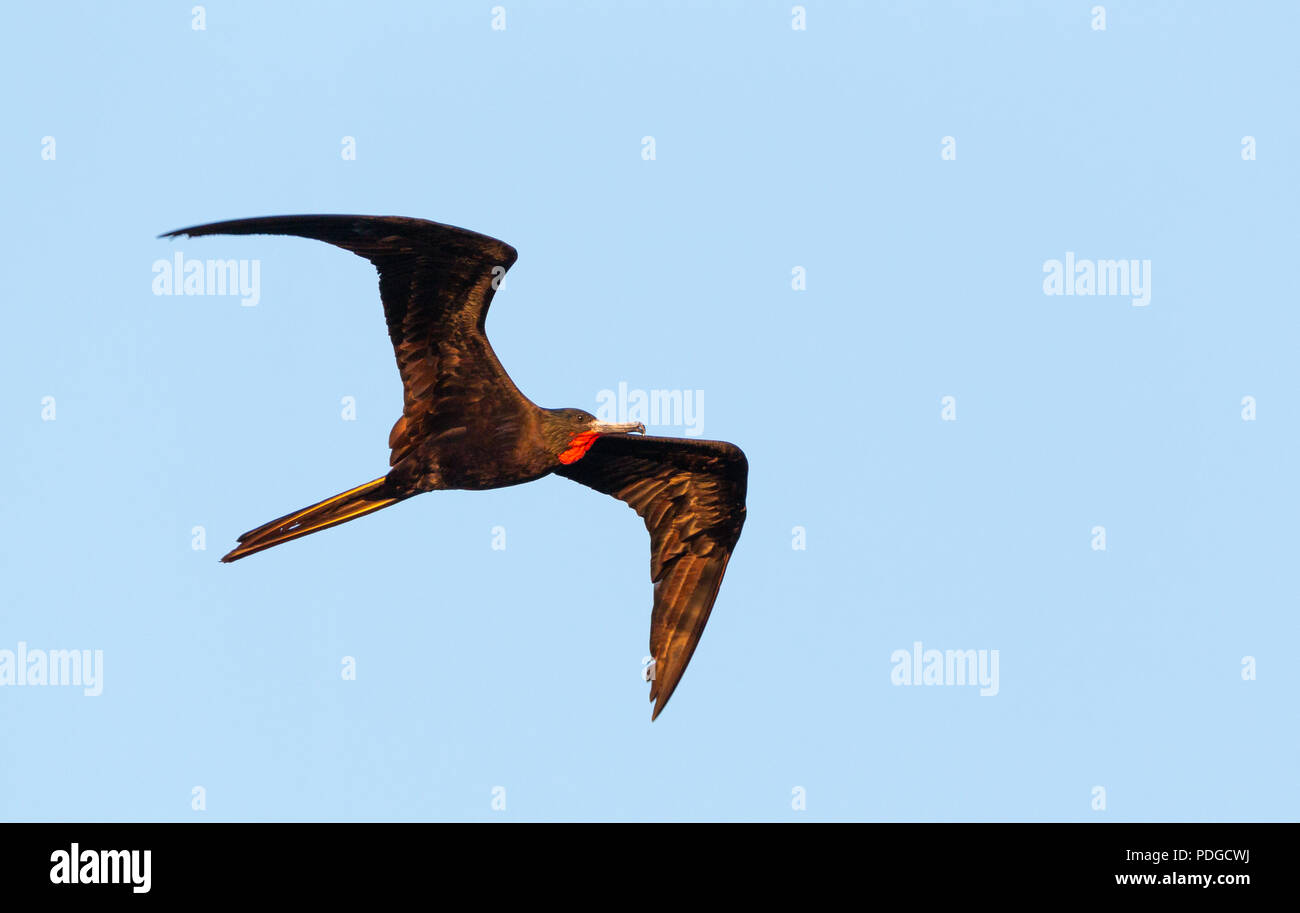 Prachtvolle Fregatte Vogel fliegen Stockfoto