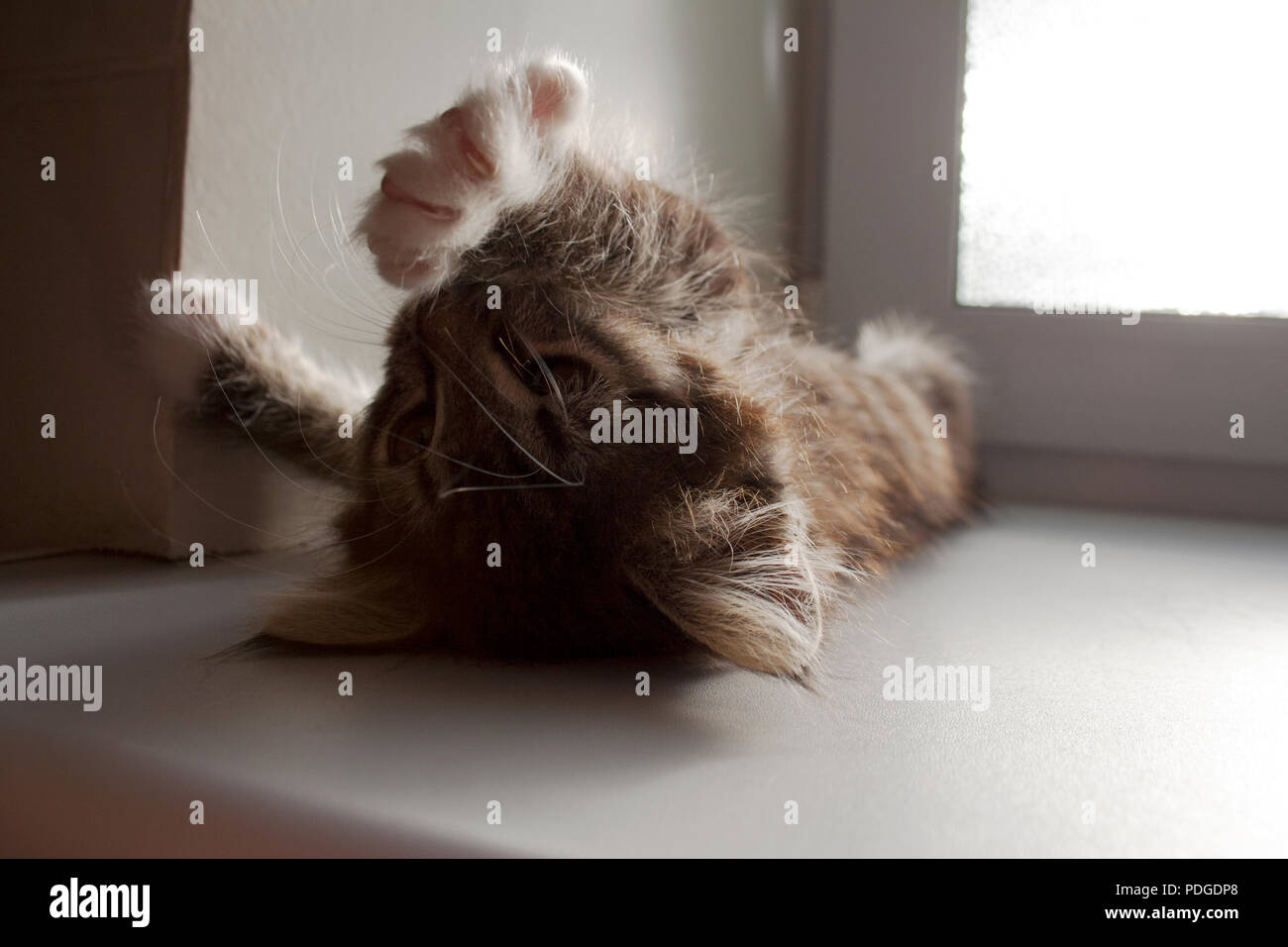 Kleine tabby kitten Stretching unter Sonnenschein nach dem Schlafen in der Nähe der Fenster im Sommer Stockfoto