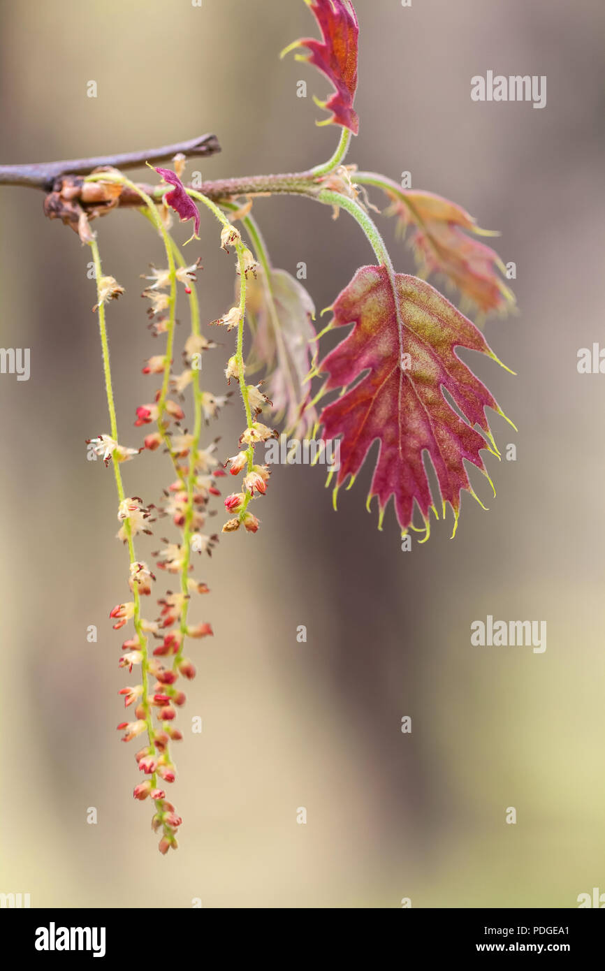 Die jungen Blätter und Blüten von den Kalifornien schwarz Eiche (Quercus kelloggii) im Frühjahr, Yosemite National Park, Kalifornien, USA. Stockfoto