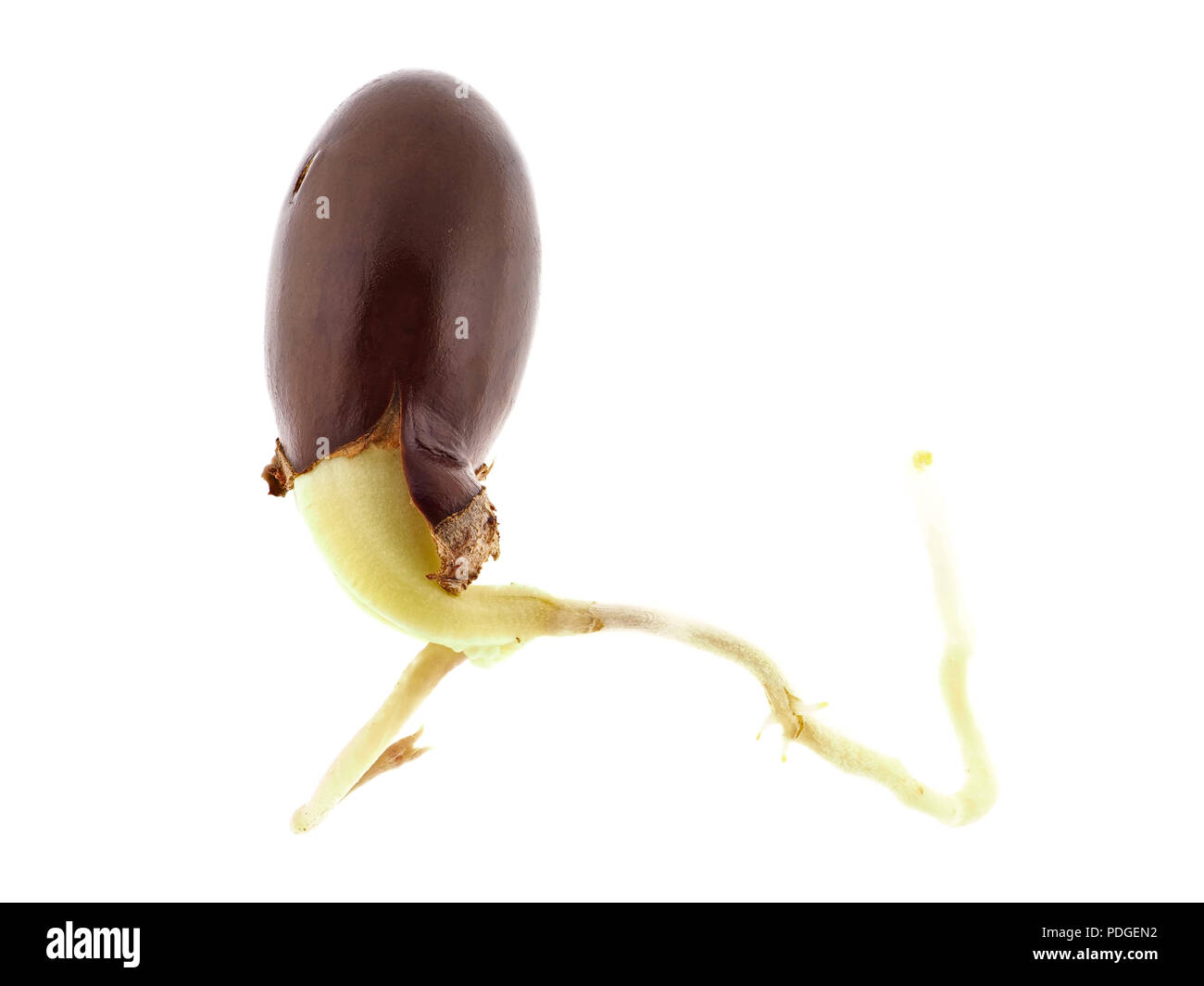 Keimen Samen der Litschi (Litchi chinensis) Stockfoto